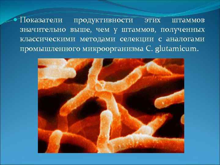  Показатели продуктивности этих штаммов  значительно выше, чем у штаммов, полученных  классическими