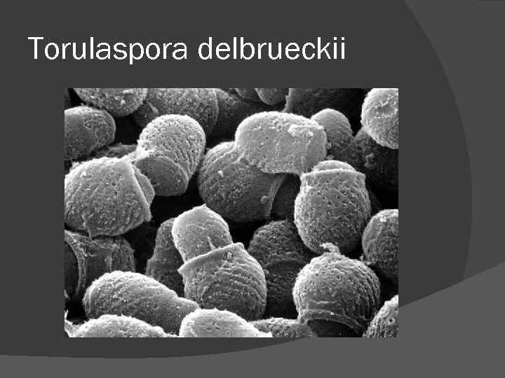 Torulaspora delbrueckii Torulaspora delbrueckii