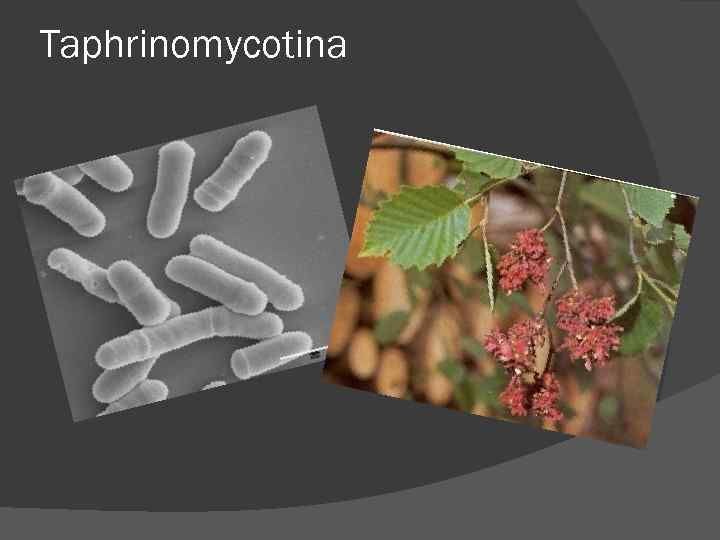 Taphrinomycotina Taphrinomycotina