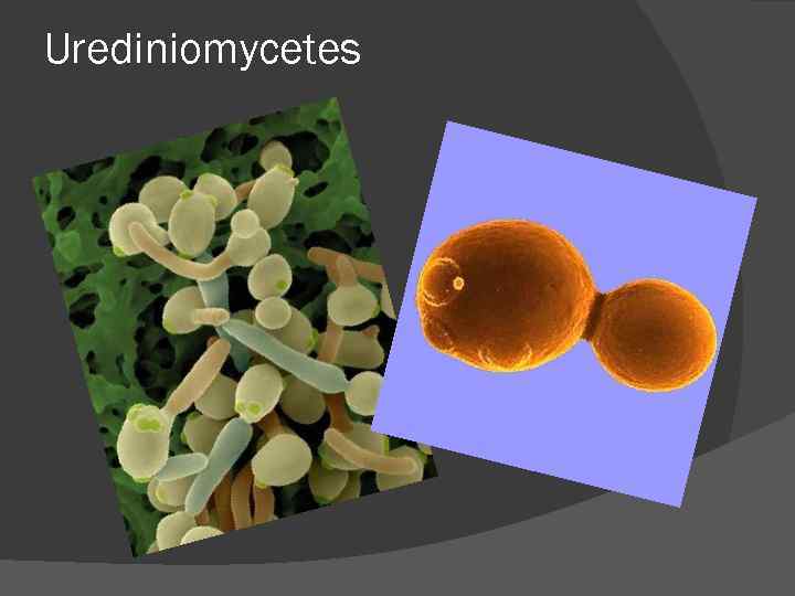 Urediniomycetes Urediniomycetes