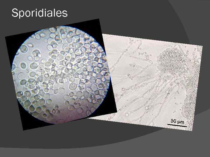 Sporidiales Sporidiales