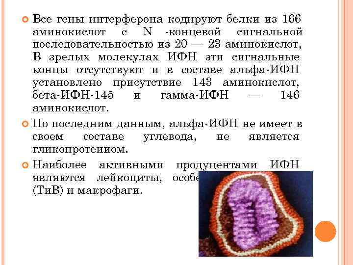 Все гены интерферона кодируют белки из 166  аминокислот с N концевой сигнальной