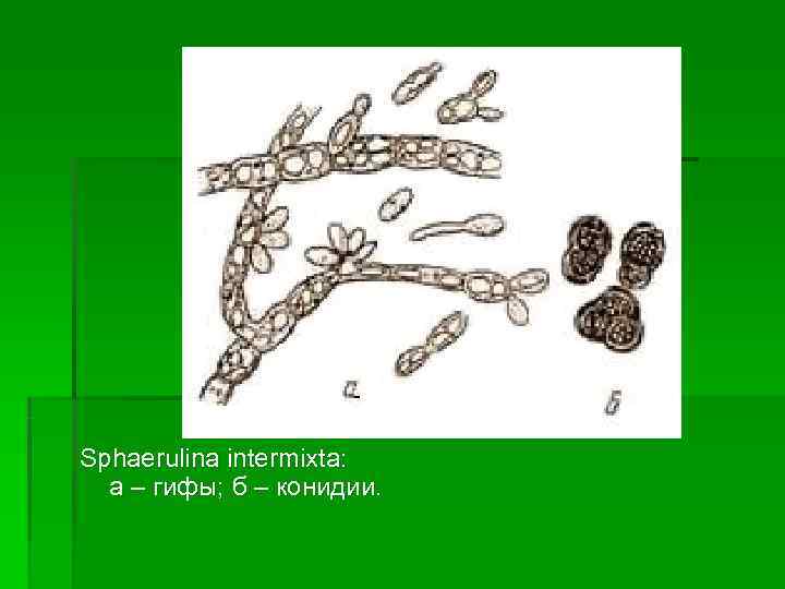 Sphaerulina intermixta:  а – гифы; б – конидии. 