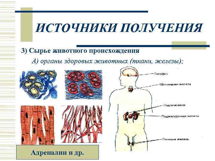   ИСТОЧНИКИ ПОЛУЧЕНИЯ 3) Сырье животного происхождения А) органы здоровых животных (ткани, железы);