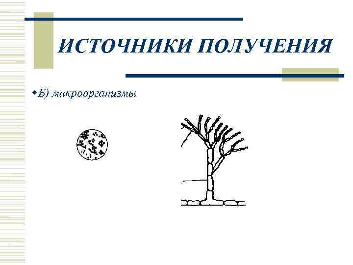   ИСТОЧНИКИ ПОЛУЧЕНИЯ  Б) микроорганизмы 