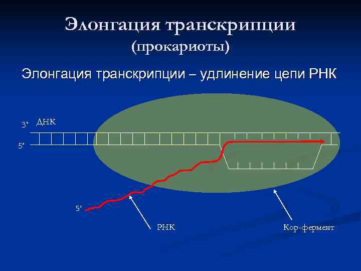    Элонгация транскрипции   (прокариоты) Элонгация транскрипции – удлинение цепи РНК