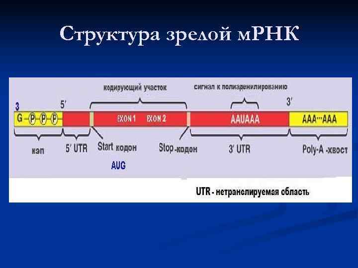 Структура зрелой м. РНК 