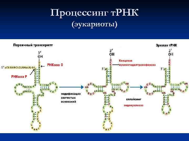 Транскрипция и трансляция у эукариот