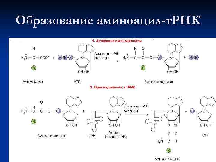 Схема образования аминоацил трнк