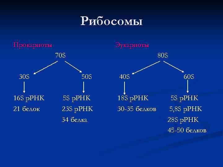     Рибосомы Прокариоты    Эукариоты   70 S