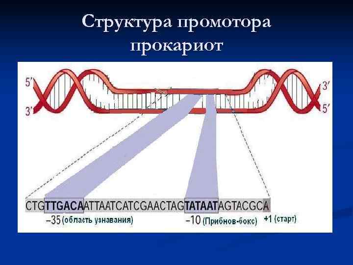 Структура промотора прокариот 