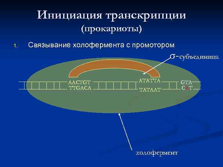   Инициация транскрипции   (прокариоты) 1.  Связывание холофермента с промотором 