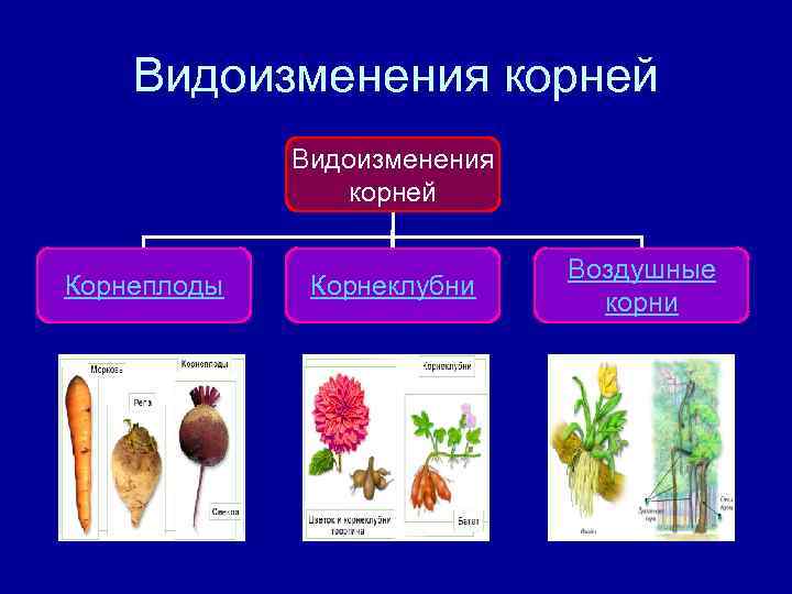   Видоизменения корней   Видоизменения   корней    