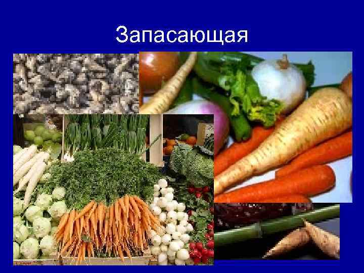 Запасающая 