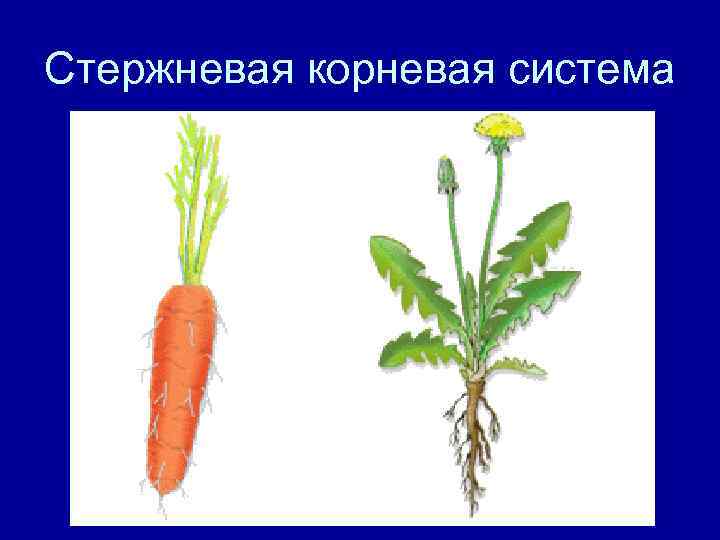 Стержневая корневая система 