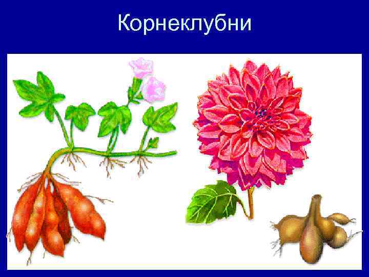 Корнеклубни 