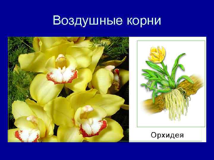 Воздушные корни 