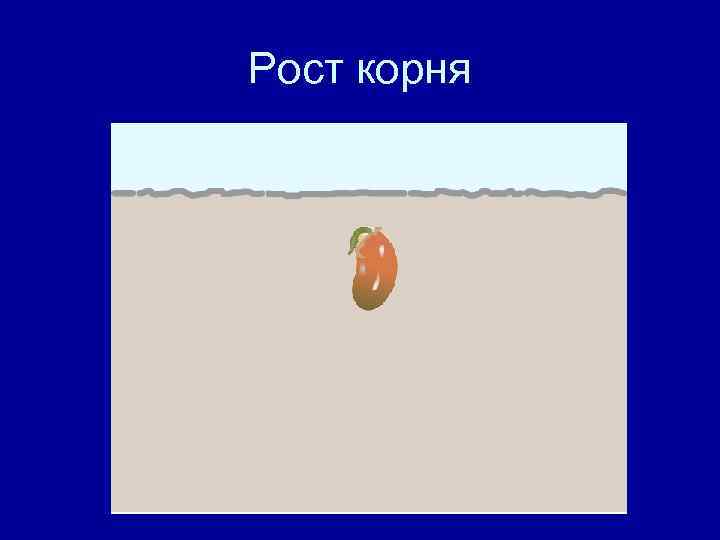 Рост корня 
