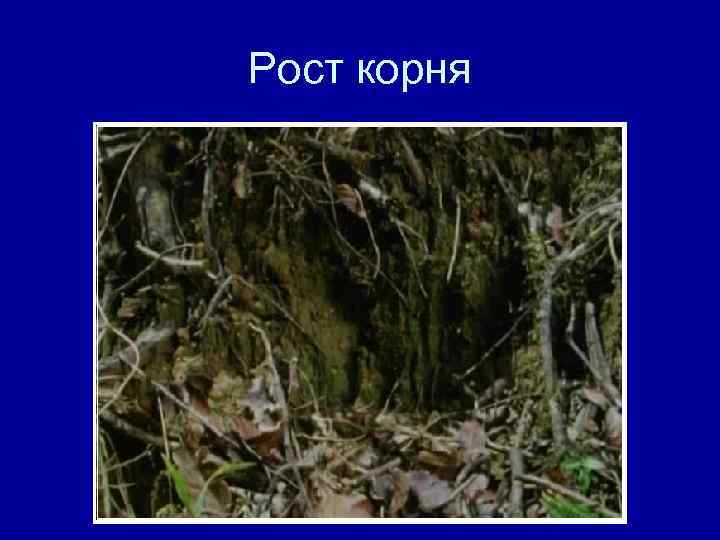 Рост корня 