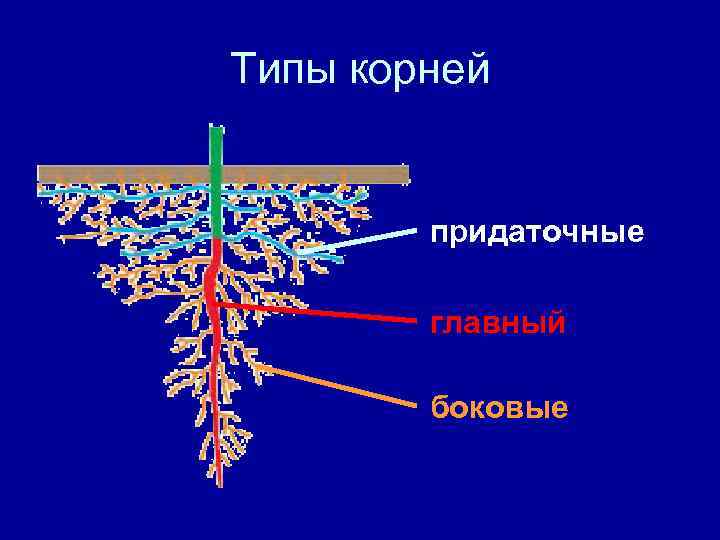 Типы корней  придаточные   главный   боковые 