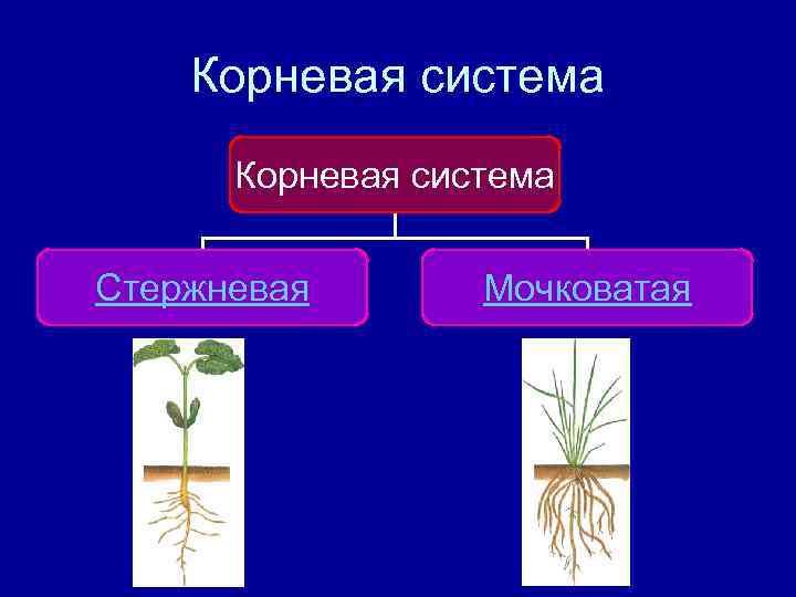   Корневая система  Стержневая  Мочковатая 