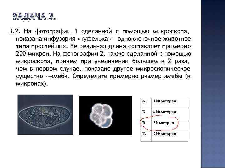 3. 2. На фотографии 1 сделанной с помощью микроскопа,  показана инфузория «туфелька» –