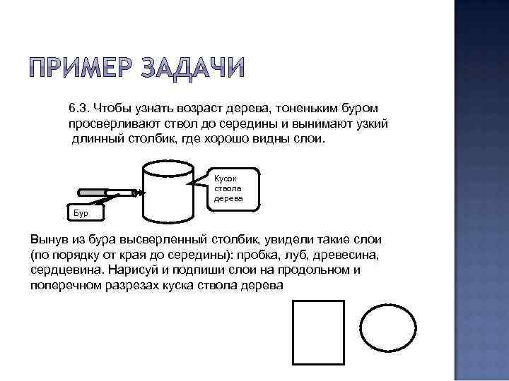  6. 3. Чтобы узнать возраст дерева, тоненьким буром  просверливают ствол до середины