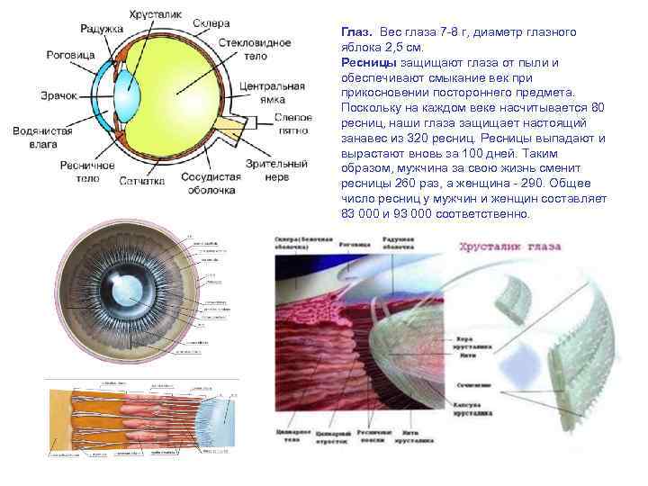 Глаз. Вес глаза 7 -8 г, диаметр глазного яблока 2, 5 см. Ресницы защищают