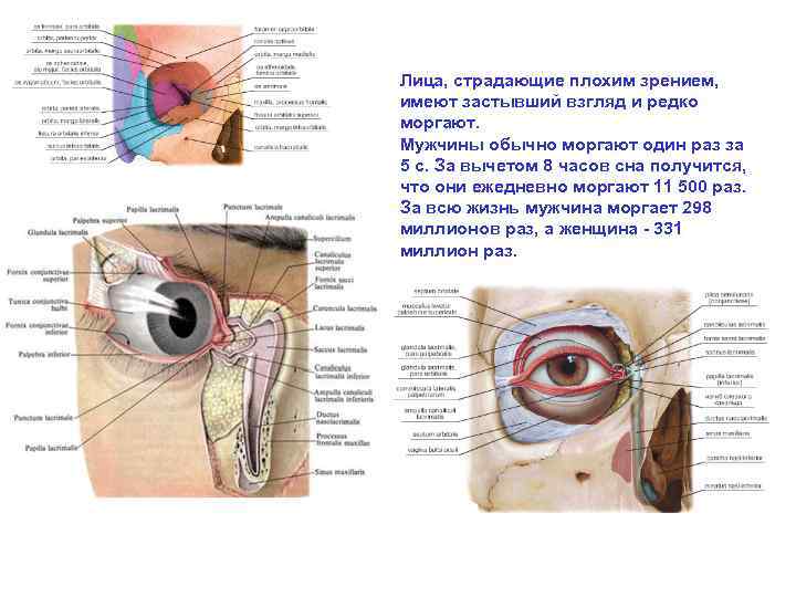 Лица, страдающие плохим зрением, имеют застывший взгляд и редко моргают. Мужчины обычно моргают один