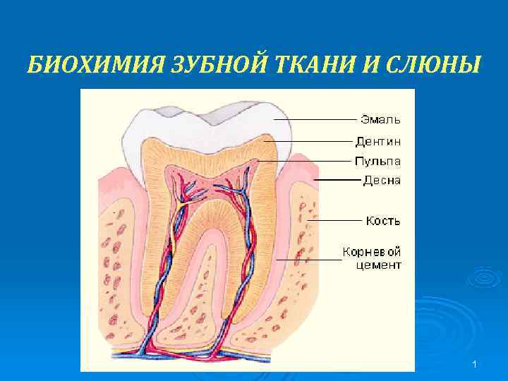 БИОХИМИЯ ЗУБНОЙ ТКАНИ И СЛЮНЫ       1 