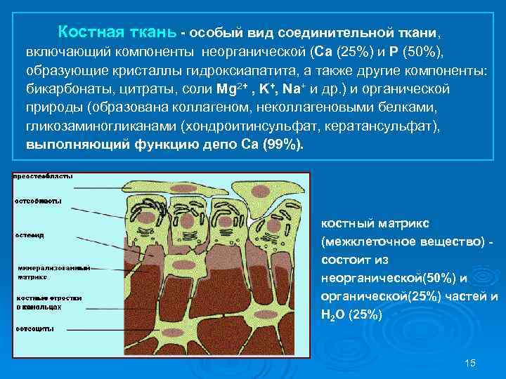   Костная ткань - особый вид соединительной ткани, включающий компоненты неорганической (Са (25%)