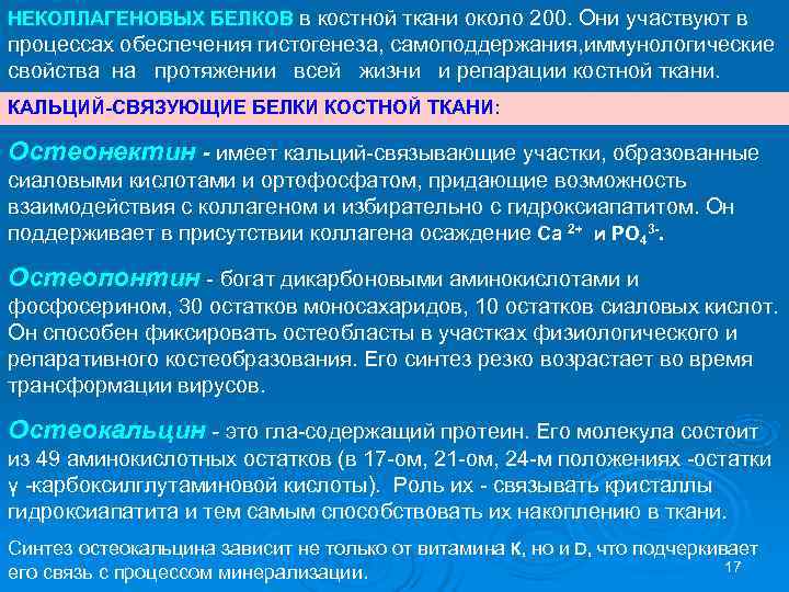 НЕКОЛЛАГЕНОВЫХ БЕЛКОВ в костной ткани около 200. Они участвуют в процессах обеспечения гистогенеза, самоподдержания,