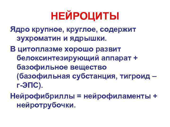    НЕЙРОЦИТЫ Ядро крупное, круглое, содержит эухроматин и ядрышки. В цитоплазме хорошо