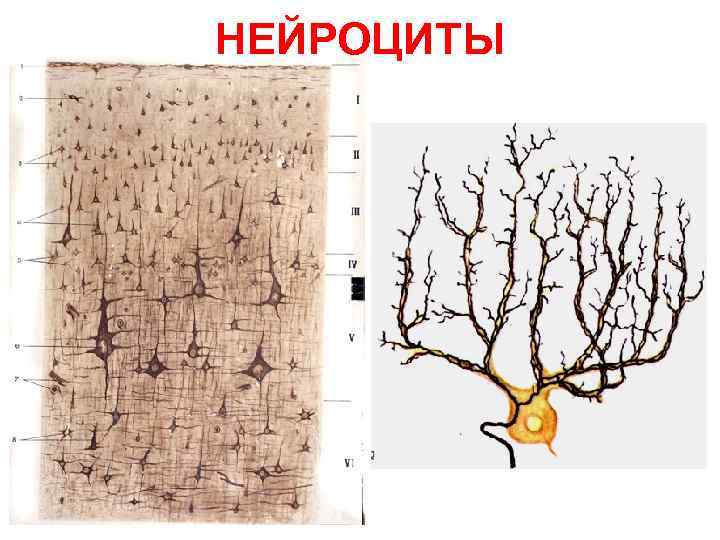 НЕЙРОЦИТЫ 