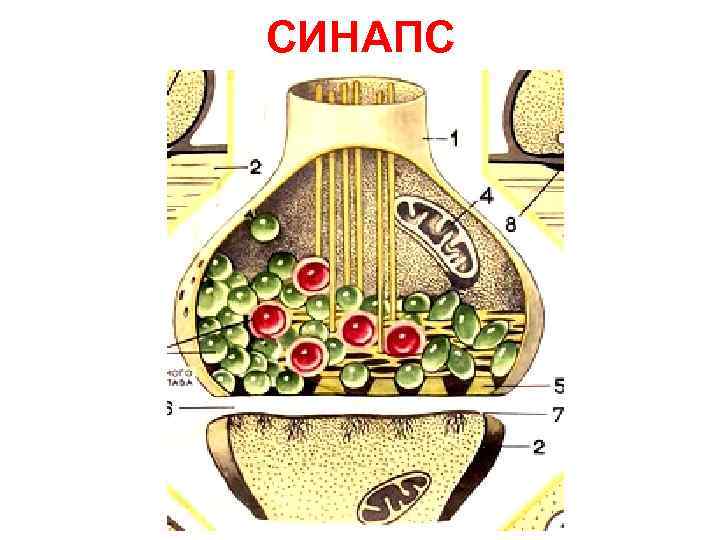 СИНАПС 