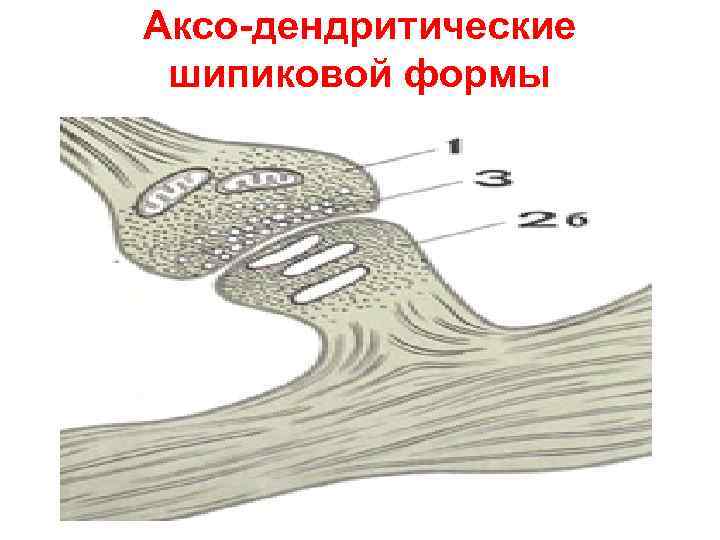 Аксо-дендритические шипиковой формы 