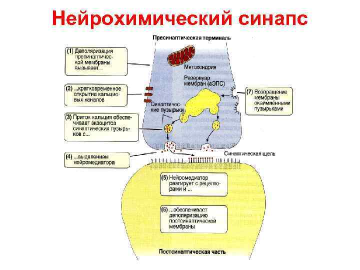 Нейрохимический синапс 