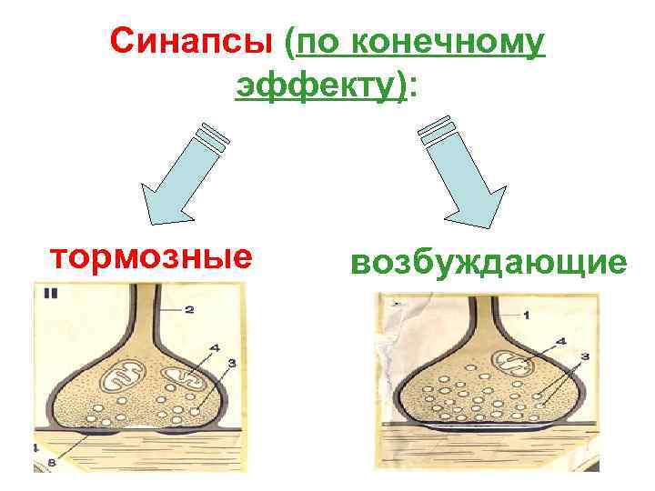  Синапсы (по конечному   эффекту): тормозные  возбуждающие 