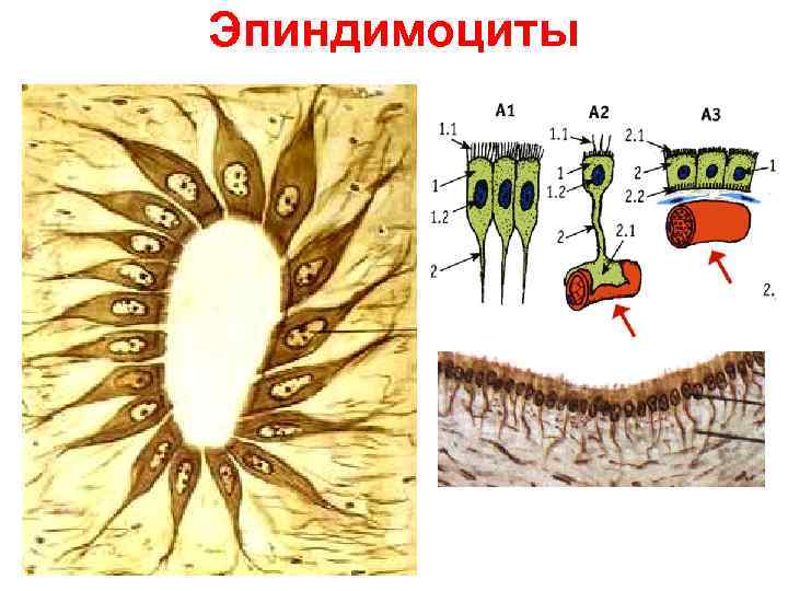 Эпиндимоциты 