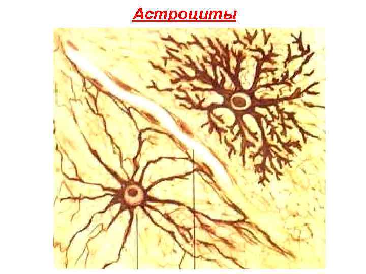 Астроциты 