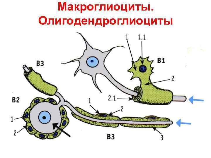  Макроглиоциты. Олигодендроглиоциты 
