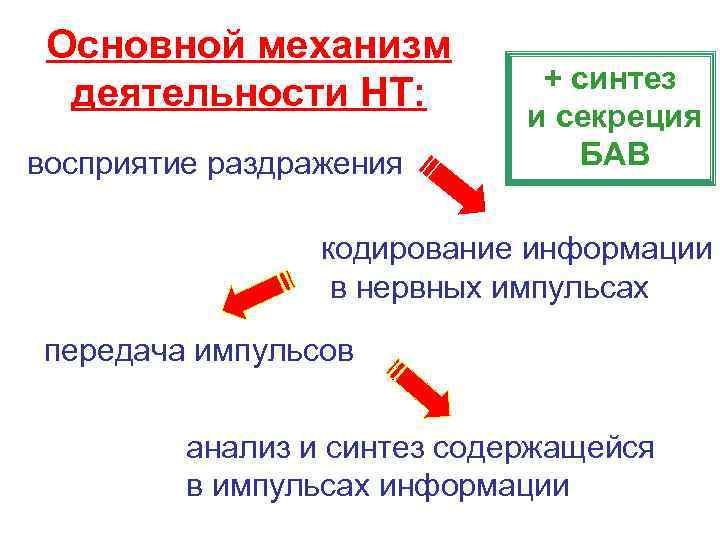  Основной механизм      + синтез  деятельности НТ: 