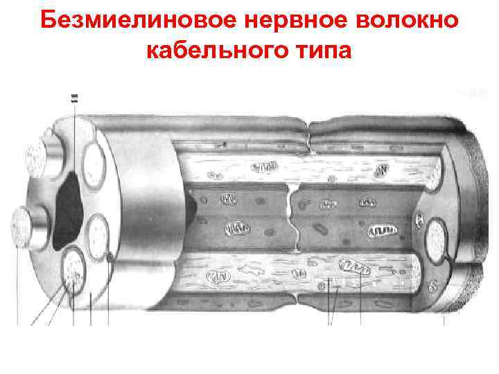 Безмиелиновое нервное волокно  кабельного типа 