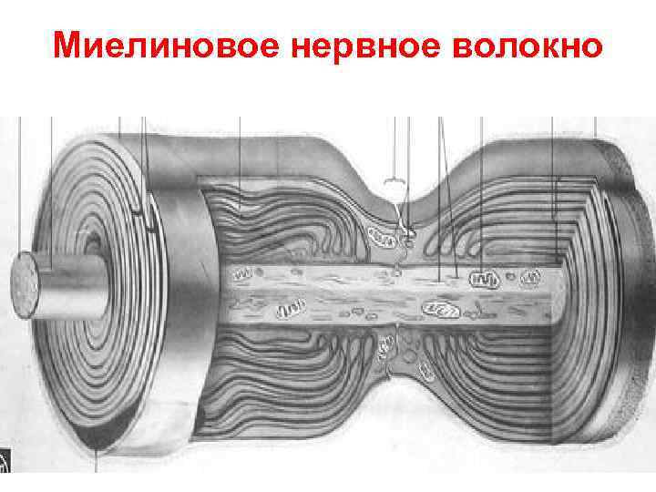 Миелиновое нервное волокно 
