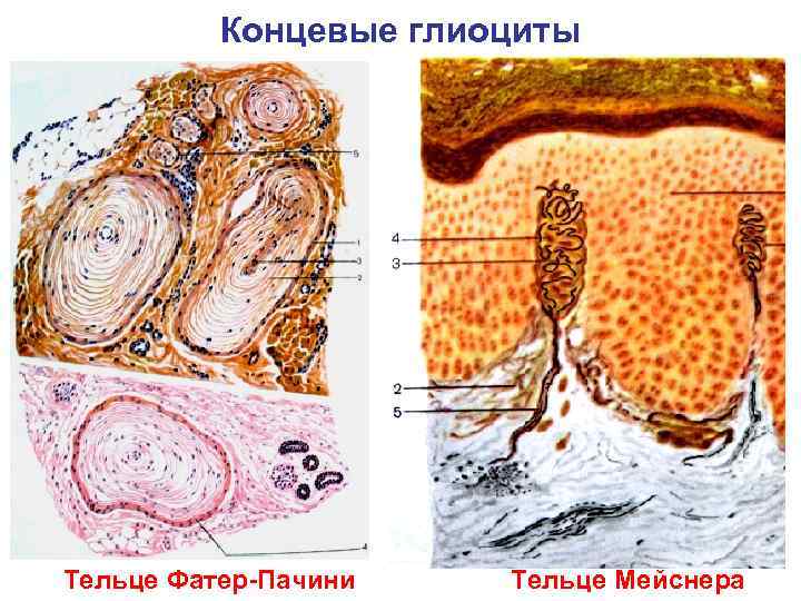    Концевые глиоциты Тельце Фатер-Пачини  Тельце Мейснера 