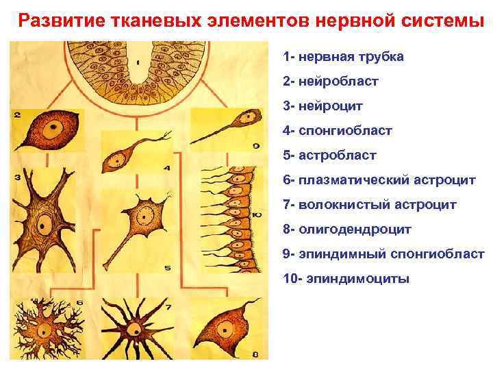 Развитие тканевых элементов нервной системы     1 - нервная трубка 