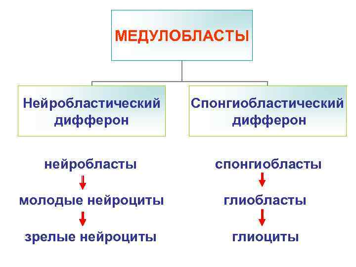  МЕДУЛОБЛАСТЫ  Нейробластический  Спонгиобластический дифферон нейробласты   спонгиобласты молодые нейроциты