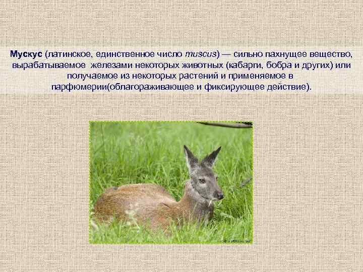 Мускус (латинское, единственное число muscus) — сильно пахнущее вещество,  вырабатываемое железами некоторых животных