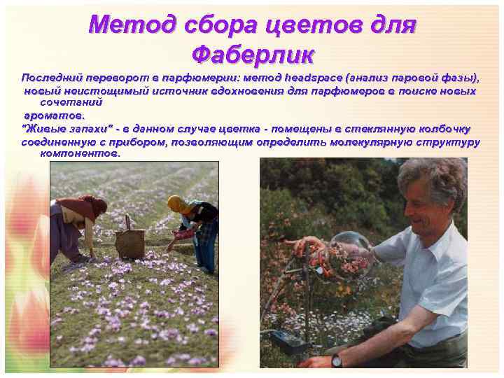    Метод сбора цветов для    Фаберлик Последний переворот в