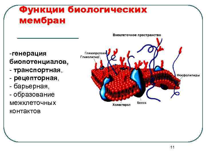  Функции биологических  мембран  -генерация биопотенциалов, - транспортная,  - рецепторная, 